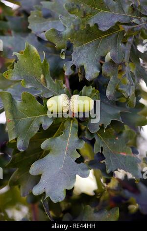 Eicheln wachsen auf einer Eiche (Quercus) Stockfoto