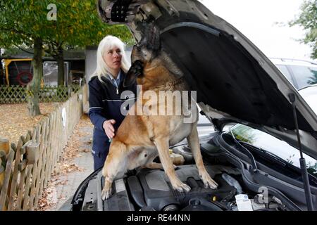 Polizei sniffer Hund trainiert, auf der Suche nach Drogen in einem Fahrzeug Stockfoto