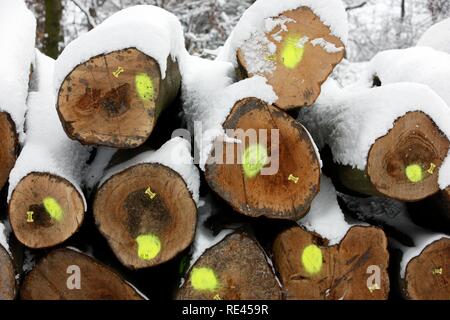 Schneiden Bäume, Baumstämme im Wald, für die Forstwirtschaft gekennzeichnet, in verschneiten Stockfoto
