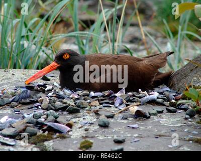 Amerikanische Schwarze Austernfischer (Haematopus bachmani), Glacier Bay National Park, Alaska, USA Stockfoto
