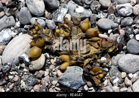 Steine, Steine, Algen am Strand, Insel Rügen, Mecklenburg-Vorpommern Stockfoto