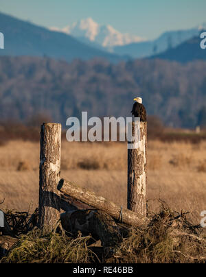 Weißkopf-Seeadler in Kanada Stockfoto