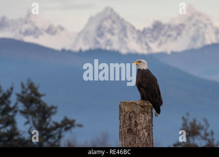 Weißkopf-Seeadler in Kanada Stockfoto