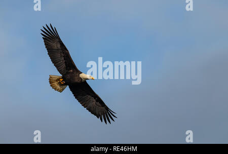 Weißkopf-Seeadler in Kanada Stockfoto