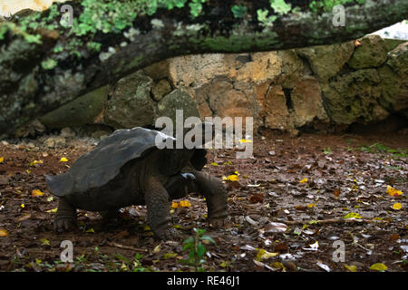 Eine junge Galapagos Schildkröte zwischen 7-15 Jahre alt, in diesem Heiligtum der Schildkröten sind Roaming die Spuren. Stockfoto