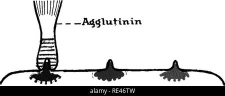 . Ein Lehrbuch der Bakteriologie; eine praktische Abhandlung für Studierende und Praktiker der Medizin. Die Bakteriologie. 238 Infektion und Immunität der theoretischen Überlegungen betreffend Agglutinine und Precipitins. - Wir haben gesehen, dass Ehrlich seine Theorien der Antikörper forma-tion aus seinen frühen Blick auf die Absorption der Nährstoffe in die körperzellen entwickelt, und wir haben, in mehr oder weniger Details, die Schritte seiner Argumentation, wie er seine Hypothese in seiner Anwendung auf die Antitoxische und die lytische Stoffe entwickelt. Trotzdem gibt es immer noch die agglutinine und precipitins, Stellen, die da Stockfoto