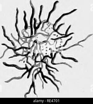 . Klinische Bakteriologie und Hämatologie für Praktiker. Bakteriologie; Hämatologie. Platte II/"K ^ ' ^ ' Ficfl/: m'x vN Al i (|JHq^ tf'; ff "^i^'/•&gt; // • /C^. / "V^^^^^^^-v^WAEE. Dell. Bitte beachten Sie, dass diese Bilder sind von der gescannten Seite Bilder, die digital für die Lesbarkeit verbessert haben mögen - Färbung und Aussehen dieser Abbildungen können nicht perfekt dem Original ähneln. extrahiert. Schmirgel, Walter d'Este. London, Lewis Stockfoto