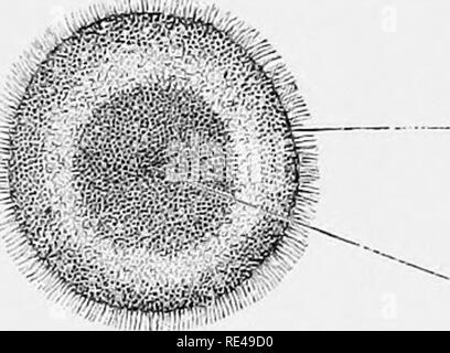 . Handbuch der Bakteriologie für Praktiker und Studenten, mit besonderer Bezugnahme auf praktische Methoden. Die Bakteriologie. BACILLLUS MESEJJTERICUS 117 Temperatur (ca. 37°C) eine rötlich-gelb oder rosa-rote Farbe. Die Personen aller Sorten, die unter dem Namen Kartoffel bacillus kleben zusammen und bilden eine Ex-Industrie zerknittert Membran, die leicht aus der Scheibe Kartoffel abgetrennt werden können. Der Bazillus mesentericiis vulgatus hat die Eigenschaft der Gerinnung der Milch, Lab, und rendern - ing Es faserig, der Stoff mit dem verdankt es seinen Viscidity wahrscheinlich verwandelt Zelle Stockfoto