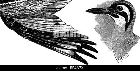 . Die geografische Verteilung der Familie Charadriidae, oder, der Regenpfeifer, Strandläufer, Schnepfen, und ihre Verbündeten. Ufer Vögel. (EDICNEMUS. 89 Platten.-Grau^ Gattungen der Vögel, iii.PI.cxlii. Gewohnheiten. - Legge, Vögel von CeyloDj s. 974. Eier. - Harting, Proc. Zool. Soc. 1874, S. 455; Hume, Nester und Eier ind Vögel, III S. 579. Ununterscheidbar von Eiern (E. grallarius. Literatur. Der große indische Stone-Curlew kann immer von seinem Umgedrehten Rechnung anerkannt werden; die Linie der Gape ist recurved, so dass das Obere Profil der Rechnung fast gerade ist. Es ist ein Aufenthalt in Indien, Burma und Ceylon, bre Stockfoto