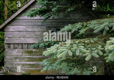 Blue Spruce Pine Tree und alte verwitterte Hütte im Wald Stockfoto