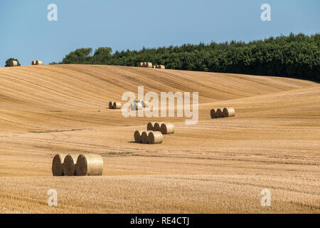 Gemähten Feld Struktur mit vielen großen runde Heuballen in Gruppen Stockfoto