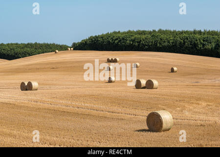 Gemähten Feld Struktur mit vielen großen runde Heuballen für Futtermittel Stockfoto