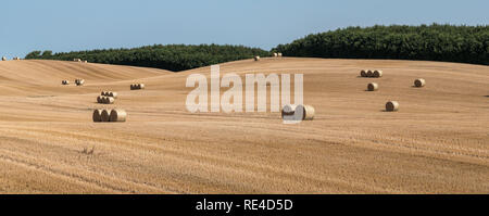 Gemähten Feld Struktur mit vielen großen runde Heuballen in Gruppen Stockfoto