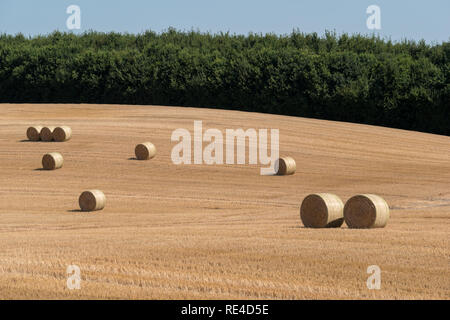 Gemähten Feld Struktur mit vielen großen runde Heuballen in Gruppen Stockfoto