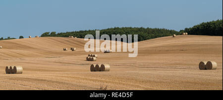 Gemähten Feld Struktur mit vielen großen runde Heuballen in Gruppen Stockfoto