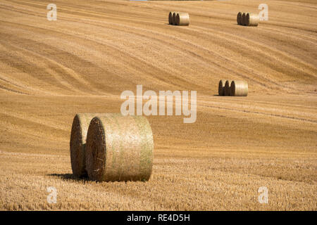 Gemähten Feld Struktur mit vielen großen runde Heuballen in Gruppen Stockfoto