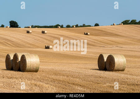 Gemähten Feld Struktur mit vielen großen runde Heuballen in Gruppen Stockfoto