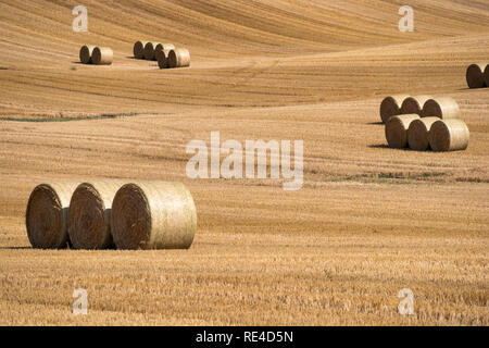 Gemähten Feld Struktur mit vielen großen runde Heuballen in Gruppen Stockfoto