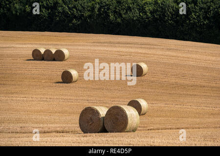 Gemähten Feld Struktur mit vielen großen runde Heuballen in Gruppen Stockfoto