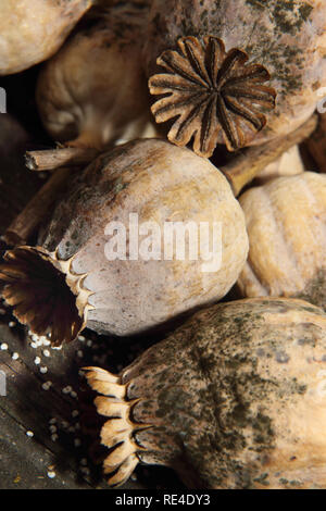 Getrocknete breadseed Mohn Papaver somniferum Köpfe Stockfoto