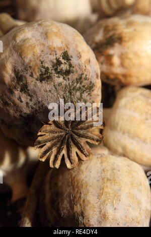 Getrocknete breadseed Mohn Papaver somniferum Köpfe Stockfoto