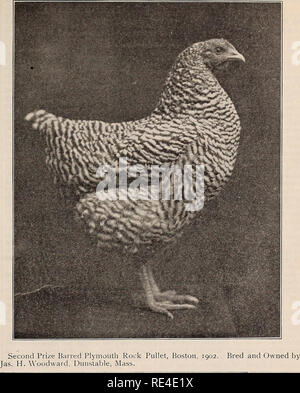 . Die östliche poultryman. Geflügel Zeitschriften; Obst Zeitschriften. Die östliche POULTRYMAN. 117. Fütterung und Pflege von Young-Hühner. Für die östlichen CWritten Poultryman.) Auf dieses Thema allein, ganze Volumes kann geschrieben werden, und in der Tat genug ist geschrieben worden, ein großes Buch zu füllen. Es gibt eine große Vielfalt von Meinungen hinsichtlich der korrekten Verwaltung, und es ist nicht meine Absicht, irgendwelche un-versucht, Theorien, anzubieten oder unnatu - ral Bedingungen anzunehmen, sondern nur im Detail zu geben, die Methoden, die ich in diesem wichtigen Teil der Arbeit mit Geflügel gefunden haben Zufriedenheit Tory. Vernachlässigung Stockfoto