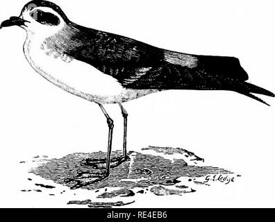 . Ein illustriertes Handbuch der britischen Vögeln. Vögel. PROCELLARIID^. 735. Die FREGATTE - petrel. 6 Pelag droma marIna (Latham). Nach einem schweren Sturm im November 1890, eine Reihe von Seevögel, die Toten auf der Außenseite von Walney Island gewaschen worden waren, wurden zu einem lokalen Vogel - Stopfer in Barrow-in-Furness übernommen. Unter ihnen war ein Wilson Petrel, und auch ein Beispiel für diese Arten, die durch den Pfarrer H. A. Macpherson gesichert war, und schickte bis zu den späten Herr O. Salvin zur Identifikation (Ibis, 1892, S. 602-604). Auf der I St der Januar 1897, nach schweren Stürmen aus dem Südwesten, eine junge weibliche Ali erfasst wurde Stockfoto