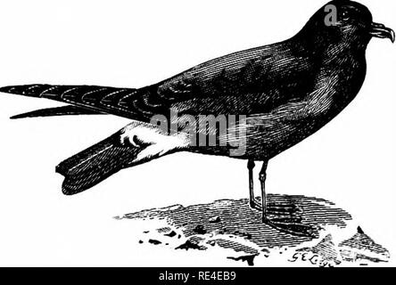 . Ein illustriertes Handbuch der britischen Vögeln. Vögel. PROCELLARIID^. 7 31. Madeira FORK-TAILED PETREL. OcEANODROMA CASTRO (Harcourt). Ein Beispiel für diese Art wurde abgeholt tot am Strand von Littlestone in Kent, am 5. Dezember 1895, und wurde in das Fleisch durch Herrn Boyd Alexander geprüft, denen es jetzt gehört. Es war bei einem Treffen der British Ornithologists' Club am 2 gth April ausgestellt nach Ibis (1896, S. 401). Diese petrel bekannt wurde von der wissenschaftliche Name der Oceanodroma cryptokucura (Fethiye) bis zum Padre Ernesto Schmitz, Madeira, zeichnete Herrn Ogilvie Grant's Aufmerksamkeit auf Stockfoto