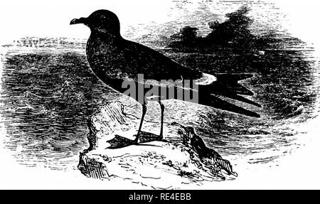 . Ein illustriertes Handbuch der britischen Vögeln. Vögel. PROCELLARIID^. 729. LEACH'S FORK-TAILED PETREL. Ozean 6 droma leucorrh 6 a (Vieillot). Diese Art wurde zum ersten Mal als britischer Vogel von Bullock, die es in der St. Kilda 1818 gewonnen. Anschließend hat sie oft in unseren Gewässern bemerkt worden, und es ist jetzt mit fast jährlich an der Ostküste Englands met sowie in Wales. Sie tritt auch im Binnenland, vor allem nach der nördliche und westliche herbstlichen Stürme, von der Tatsache Herr Cordeaux folgert, dass Vögel quer durch das Land gefahren werden. Aus Cornwall Es ist ganz wie in manchen Wintern als t Stockfoto