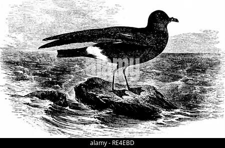 . Ein illustriertes Handbuch der britischen Vögeln. Vögel. PROCELLARIID/E. 727. Die STORM-petrel. ProcellAria pelagica, Linnsus. Die Storm-Petrel ist in der Regel in britischen Gewässern verteilt; und bei rauem Wetter ist es oft mit im Inland, insbesondere in der Zeit der herbstlichen Migration, wenn Einzelpersonen häufig während Flattern gegen die Laternen Licht - Häuser und Schiffe. Ungewöhnliche Zahlen zwischen 27. Oktober und 4. November 1883 trat auf der Ostseite von England; und im Jahr 1886, nach Angaben von Herrn Harvie-Brown", ein regelmässiger Strom der Migration von Sturmvögeln scheint zu h Stockfoto