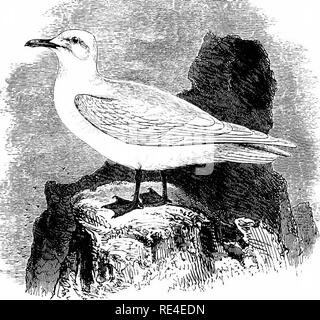 . Ein illustriertes Handbuch der britischen Vögeln. Vögel. Ein LARIDE^. 685. Das ELFENBEIN GULL. Pagophila eburnea (Phipps). Den ersten aufgenommenen britischen Muster dieser wirklich Arktische Möwe, die vom späten Dr. Lawrence Edmonston während des Winters von 1822 erreicht wurde, in der Shetland Inseln, wo diese Art der Folge mit Mehrfach getroffen worden ist. Vier Beispiele wurden von den Orkneys, einer von ihnen so spät im Frühjahr, die Schnurgebundenen; während die äußeren Hebriden, Sutherland, Caithness, Banffshire und Aberdeenshire und sogar Roxburghshire besucht wurden, und sechs oder sieben Vögel haben in Südafrika getötet worden Stockfoto