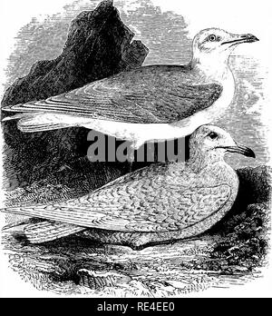 . Ein illustriertes Handbuch der britischen Vögeln. Vögel. LARIDyE. 68 l. Die island Gull. Larus leuc 6 pterus, Faber. Dies ist eine andere Art mit weißlichen Flügel, und trägt über den gleichen Anteil an den Glaucous, dass die weniger Schwarz-gesichert werden kann, das den Gull-mantelmöwe. Es wurde zuerst in der Britischen Inseln durch die späten Dr. Lawrence Edmonston Unst in Sie erkannt - Land, und ist jetzt als ziemlich häufig bekannt, obwohl irregulai, Besucher der sea-Board von Schottland bei kalter Witterung; während der Winter 1872-3, die für eine ungewöhnliche Aufkommen der Glaucous Möwen im Firth von weiter bemerkenswert war, Stockfoto