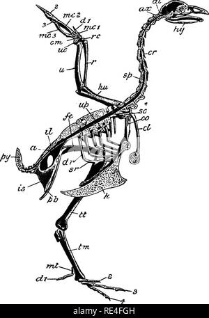 . Die Struktur und das Leben der Vögel. Vögel; Evolution. Die STRUKTUR UND DAS LEBEN DER VÖGEL CHAP.. FlG. 2.-Skelett von Geflügel (nach Marshall und Hurst). A, acetabulum; bei Atlas Wirbel; Ax, Achse Wirbel; Cl, Schlüsselbein; cm, carpo-mittelhand; CO, coracoid; Cr, Cei' vical Rippe; "i, 2, 3, 4, Ziffern; dk, Dorsalen nb; FE, Femur; schlagen, humerus, hv, zungenbein, die die Zunge unterstützt; il, Ilium; IST, sitzbein; k, Kiel von Brustbein, mc, i, 2, 3, metacarpals; Mt, ersten Mittelfußknochen; Pu, pubis; PY py^ ostyle; r, Radius, rc, radial carpal; Sc, Schulterblatt; Si*, Wirbelsäule; sk, der Sternalen Stück Rippe; tm, die Hinterfüße zwischen Tarsus und Metatarsus; tt Stockfoto