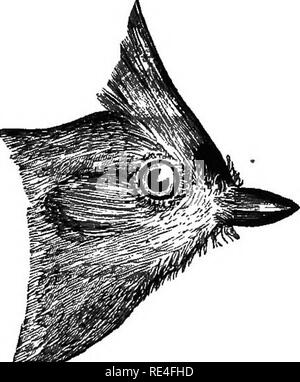 . Die Vögel von Indiana; ein Beschreibender Katalog der Vögel, die innerhalb des Staates beobachtet wurden, mit einem Konto ihrer Gewohnheiten. Vögel. Vögel von Indiana. 1135 jedoch, seit 1890, Herr Deane hat mit Ihnen eine Anzahl von Zeiten an fast allen Jahreszeiten met, und es scheint ansässig zu sein. Im Jahre 1887, Frau Jane L. Hine hat mir mitgeteilt, es war sehr selten in Dekalb County, und hatten nur im Herbst beobachtet. Weiter so, bis der Winter von 1890-91, als sie anfingen zu erhöhen. Einige Winter blieben sie und andere verschwanden sie. Jetzt ist es erträglich, und Rassen. Auch Rassen in Elkh Stockfoto