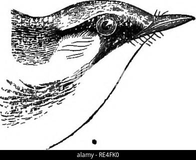 . Die Vögel von Indiana; ein Beschreibender Katalog der Vögel, die innerhalb des Staates beobachtet wurden, mit einem Konto ihrer Gewohnheiten. Vögel. 1056 Eepoet der Geologe. Zweigen und über die Blüten, sie sind wie Vireos, Prüfung von beiden Seiten jeder leai, und das sowohl innen als auch außen an jeder Blüte; auf der großen Gliedmaßen, können Sie oft irrtümlich für die Schwarzen und Weißen Warbler, wie Adepten werden Sie als Kletterpflanzen. Alle diese Merkmale, sie sind ausgezeichnete allgemeine Vögel, Insekten-catchers. * 270. (659). Dendroica pennsylvanica (Linn.). Kastanien-seitig Warbler.. Leiter der Ch Stockfoto