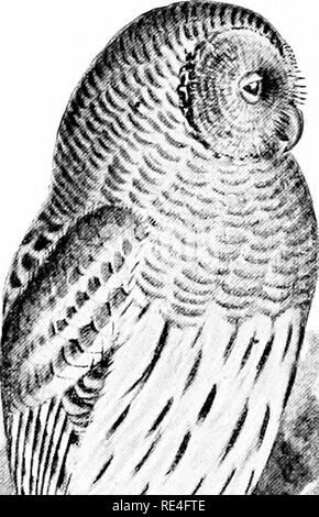 . Die Vögel von Indiana; ein Beschreibender Katalog der Vögel, die innerhalb des Staates beobachtet wurden, mit einem Konto ihrer Gewohnheiten. Vögel. Der Status (Rerort JeolOKiKt, 1897 Platte XXIIT. A.t". " / F-. Bitte beachten Sie, dass diese Bilder sind von der gescannten Seite Bilder, die digital für die Lesbarkeit verbessert haben mögen - Färbung und Aussehen dieser Abbildungen können nicht perfekt dem Original ähneln. extrahiert. Butler, Amos W. (Amos William), 1860-1937. [Indianapolis, W. B. in Burford, Auftragnehmer für staatliche Drucken Stockfoto