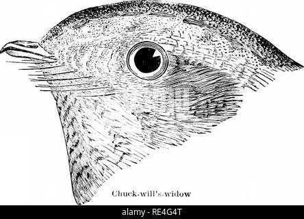 . Die Vögel des östlichen Nordamerika bekannt östlich des 19. Meridian auftreten ... Vögel. A b: iucl von wliite auf Der whig; Schwanzfedern, nicht gespitzt Witti weiß. Night-Hawk. Ciu' irilciles viryinianus^ ami Rennen. Siehe Xo. 3.37. Xo wliite ou tliewinj^; Primaries, Gebändert witli rufous lirown auii lilack;' Flügel, über 7..50. Chuck = Die=Witwe. Antrostoinna Carolinensis. Siehe Nr. 33.5.. Bitte beachten Sie, dass diese Bilder aus gescannten Seite Bilder, die digital für die Lesbarkeit verbessert haben mögen - Färbung und Aussehen dieser Abbildungen können nicht genau mit dem Original ähneln extrahiert werden Stockfoto