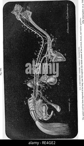 . Die vergleichende Anatomie der domestizierten Tiere. Veterinär Anatomie. . Bitte beachten Sie, dass diese Bilder sind von der gescannten Seite Bilder, die digital für die Lesbarkeit verbessert haben mögen - Färbung und Aussehen dieser Abbildungen können nicht perfekt dem Original ähneln. extrahiert. Chauveau, A. (Auguste), 1827-1917; Arloing, S. (Saturnin), 1846-1911; Fleming, George, 1833-1901. tr. New York, D. Appleton und Unternehmen Stockfoto