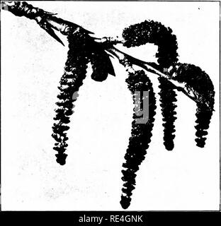 . Natur - Studie; ein Handbuch für Lehrer und Schüler. Die Natur studieren. Unterricht mit Pflanzen 33^I und großen Narbe. Diese Blumen, verglichen mit einer Laube wie eine Rose, sehr unvollständig, aber sie haben die Essener tial Dinge notwendig für Saatgut. Die pistillate cat-Kins geworden lange Cluster von Green berry - wie Obst. Später in 5 ummer die Hülsen reif, Papery in Textur und final-ly spht öffnen, lassen-out Ting eine Masse von unten - bedeckt 3 eed, die schwimmt. Mit diesen den Fluß vergleichen - ers der Bäume wie die butternuts, Walnüsse, und Daks. Diese haben 3 taminate Flow-ers sehr ähnlich, tho Stockfoto