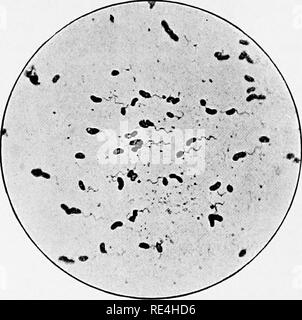 . Mikroorganismen und Krankheit. Eine Einführung in die Untersuchung von bestimmten Mikroorganismen. Mikroorganismen. ii 8 MIKROORGANISMEN UND KRANKHEIT [Kap.. Ta. 20.- Vibrio cholera von Anbau, mit Flagellen. x iooo.. Bitte beachten Sie, dass diese Bilder sind von der gescannten Seite Bilder, die digital für die Lesbarkeit verbessert haben mögen - Färbung und Aussehen dieser Abbildungen können nicht perfekt dem Original ähneln. extrahiert. Klein, E. (Edward), 1844-1925. London, Macmillan und Co., Ltd. Stockfoto