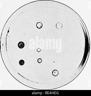 . Mikroorganismen und Krankheit. Eine Einführung in die Untersuchung von bestimmten Mikroorganismen. Mikroorganismen. Vi] ALLGEMEINE ZEICHEN VON BAKTERIEN gi, die dieser Stickstoff aus der Luft und von Nitrat erhalten können, - ".^. Bacillus radicicola - ein Bakterium, das Teil des Stoffes der Knötchen auf den Wurzeln von Leguminosen; andere Bakterien können auf organischen Stickstoff in der Zusammensetzung gibt - z. B. Ammonium Tartrat (Pasteur's und Cohns Flüssigkeit); oder Harnstoff (micrococcus ureae und andere Bakterien, gedeihen. Abb. 15.- Gelatine Platte - Anbau von Bacilll-s RadicicolAj Kolonien sind die Verflüssigung. Natürliche Größe. Stockfoto