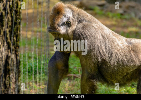 Männlichen Silberrücken westlichen Flachlandgorilla Stockfoto