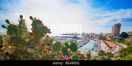 El Campello Skyline und Marina in Alicante an der Costa Blanca im Vordergrund Cactus Stockfoto