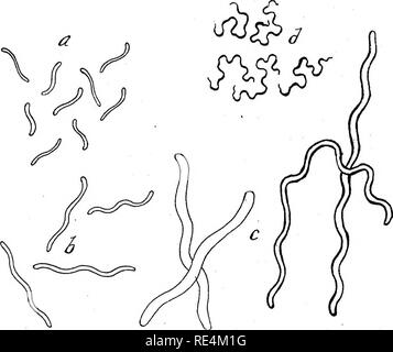 . Pharmazeutische Bakteriologie, mit besonderem Bezug auf die Desinfektion und Sterilisation. Die Bakteriologie. 26 PHARMAZEUTISCHE BAKTERIOLOGIE. und von einigen soll einen Kern in einem geteilten Staat zu sein. Ein Kern richtige nicht existiert, oder vielmehr nicht nachgewiesen wurde. Die Zyto- keimplasma, in der Regel die Flecken ganz readUy. Durch das zytoplasma Verteilt können verschiedene Substanzen, durch zytoplasmatische Aktivitäten ausgearbeitet. Polar Granulat (Babes-Ernest metachromes oder Granulat) beobachtet worden. Schwefel, Fett, Pigment, Chlorophyll, etc., gefunden werden kann. Die Zelle - Mauern vieler Arten durchlaufen eine Gallertartige Stockfoto