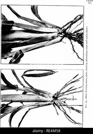 . Mais; seine Geschichte, Anbau, Verarbeitung und verwendet, mit besonderem Bezug auf Südafrika; ein Text-Buch für Landwirte, Studenten der Landwirtschaft und Lehrer der Natur studieren. Mais, Mais. Botanische Zeichen 79. Bitte beachten Sie, dass diese Bilder sind von der gescannten Seite Bilder, die digital für die Lesbarkeit verbessert haben mögen - Färbung und Aussehen dieser Abbildungen können nicht perfekt dem Original ähneln. extrahiert. Burtt-Davy, Joseph, 1870 -. London, New York, [etc. ] Longmans, Green und Co. Stockfoto