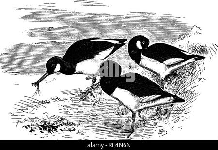 . Die geografische Verteilung der Familie Charadriidae, oder, der Regenpfeifer, Strandläufer, Schnepfen, und ihre Verbündeten. Ufer Vögel. H^MATOPUS. 301" "Typisch oder Pied Oyster Catcher.. H^MATOPUS OSTRALEGUS. Europäische 0 T 8 TEBCATCHEB. HiEMATOPUS primarise quartee quintseque pogoniis externis Makula alb^ notatis. Die Diagnose. Brehm unterteilt die Gemeinsame Austernfischer in drei Arten, die sich auf angebliche Variationen gegründet. Unterschiede in der Form des Schädels und Füße und die Anzahl der Stacheln, aber moderne Ornithologen keine lokalen Rennen dieser Art zu entdecken. Haematopus ostralegus, Linneus, Sy Stockfoto