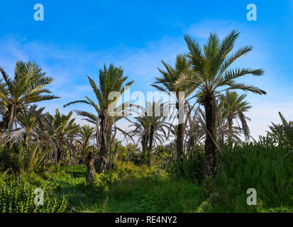 Dünen in Guardamar del Segura Alicante in Spanien Stockfoto