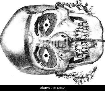 . Bericht über die zoologischen Sammlungen im indo-pazifischen Ozean während der Reise von H. M. S. 'Alert' 1881-2. Warnung (Sloop: 1856-1895); Zoologie; Zoologie; Zoologie; wissenschaftliche Expeditionen. . Bitte beachten Sie, dass diese Bilder sind von der gescannten Seite Bilder, die digital für die Lesbarkeit verbessert haben mögen - Färbung und Aussehen dieser Abbildungen können nicht perfekt dem Original ähneln. extrahiert. British Museum (Natural History). Abt. der Zoologie. London, Gedruckt im Auftrag des Kuratoriums Stockfoto