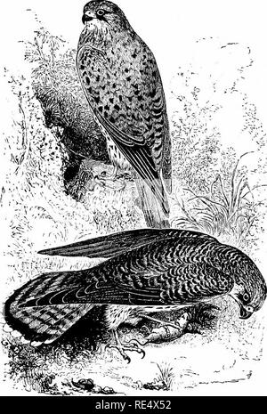 . Ein illustriertes Handbuch der britischen Vögeln. Vögel. FALCONID/E. 355. Der Turmfalke. Falco tinnunculus, Linnaeus. Der Turmfalke - auch familiär wie der Wind - schweben, aus der Gewohnheit des hängenden fast bewegungslos in der Luft gegen den Wind genannt - ist das häufigste der Britischen Raubvögel, und es würden noch mehr sein als es ist, aber für die Verfolgung von Personen, sollte sich bewusst sein, dass er ernährt sich hauptsächlich nach Nagetiere, und ist damit eine der besten Freunde der Landwirt. Es ist dis im Allgemeinen - im gesamten Vereinigten Königreich zurechnen; aber in Schottland, wo seine Unbedenklichkeit und Dienstprogramm Stockfoto