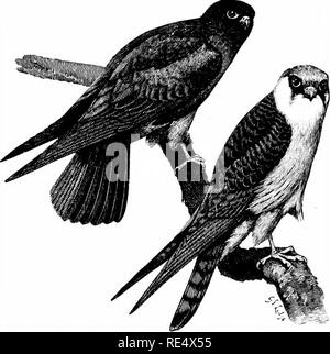 . Ein illustriertes Handbuch der britischen Vögeln. Vögel. FALCONID/E. 353. Die RED-FOOTED FALCON. Falco, VESPERTfNus Linnasus. Dieses kleine Arten (manchmal zu Unrecht die Orange-legged Hobby, obwohl es mehr fast auf den Turmfalken verwandt ist) ist nur ein Sommer - Besucher in Europa, in der östlichen Teile von denen es hat einen umfangreichen Nördlicher Bereich, obwohl im Westen seine Erscheinung ist unregelmäßig. Sein Aussehen in den Britischen Inseln wurde zuerst in Yorkshire im April und in Norfolk im Mai 1830 festgestellt und in der Folge etwa 30 Exemplare wurden eingeholt. Die meisten von ihnen haben in der östlichen Ein getroffen worden Stockfoto